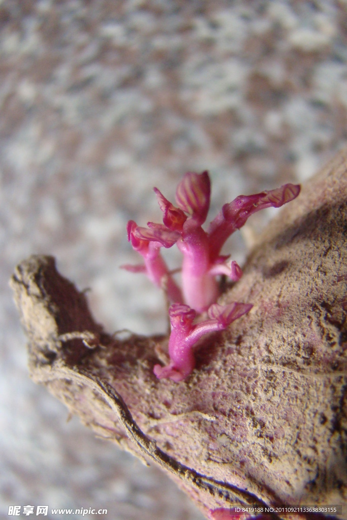 番薯发芽