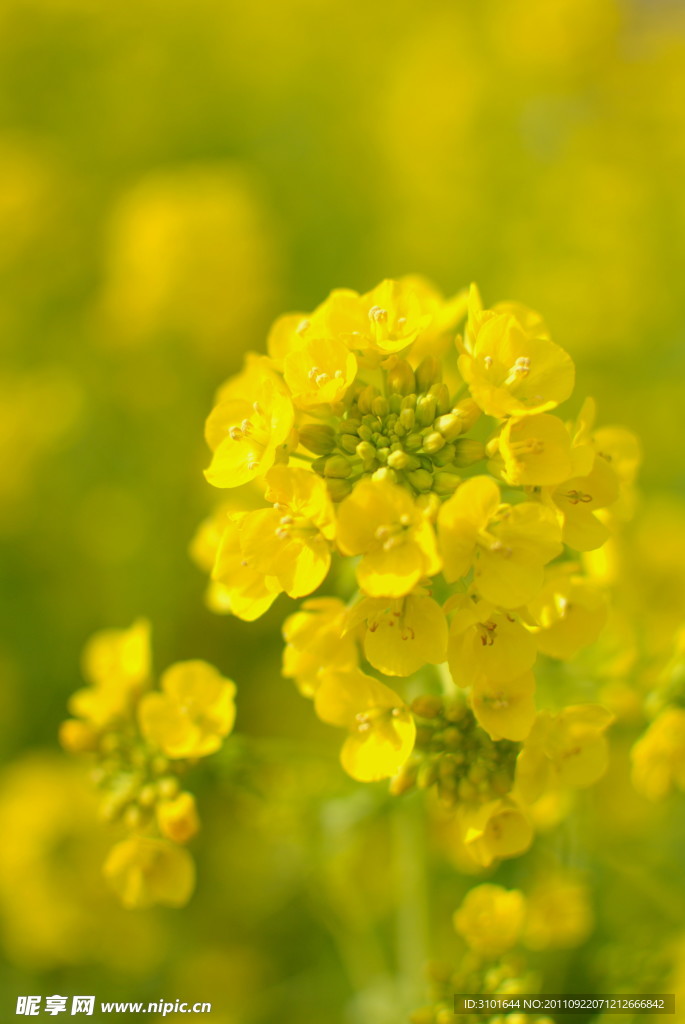 油菜花