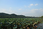 莲叶