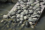 一群乌龟