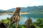 安徽黄山太平湖猴岛