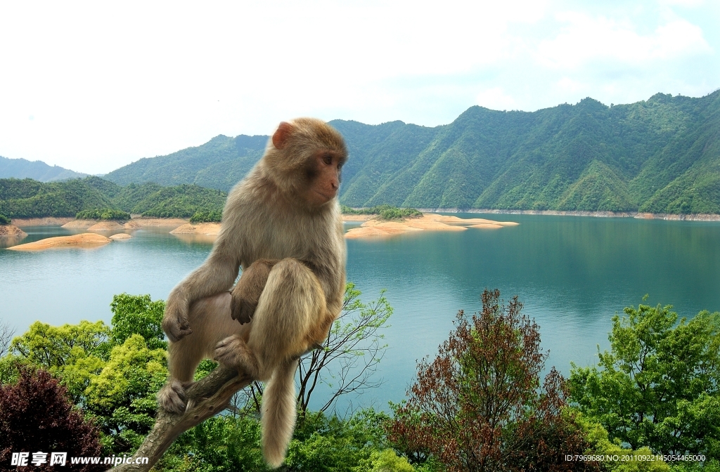 安徽黄山太平湖猴岛