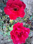 月季花