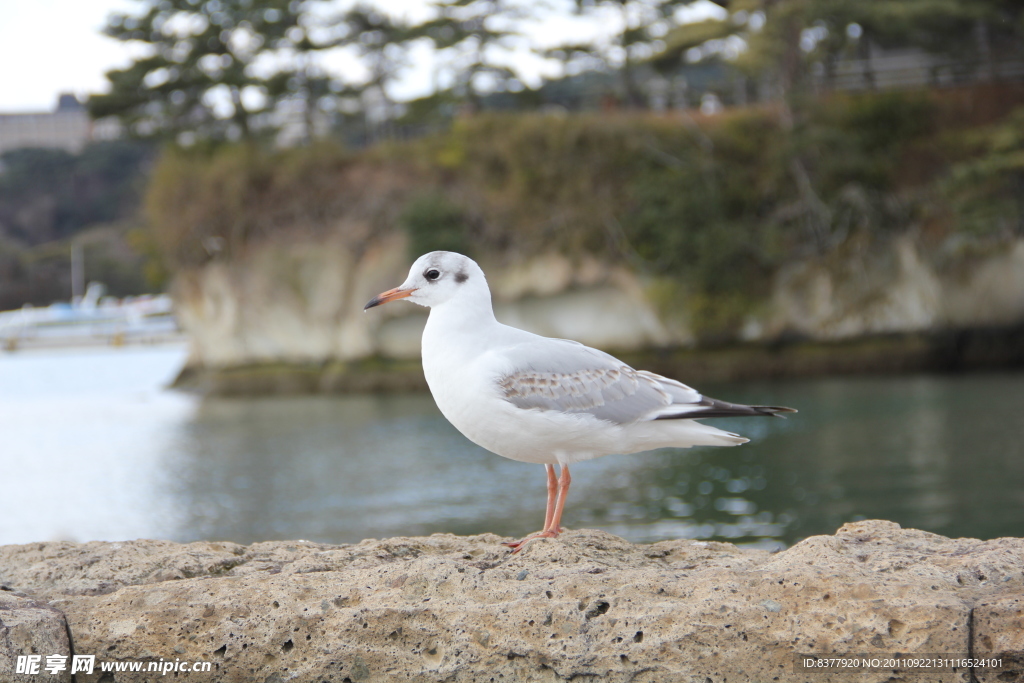 海鸥