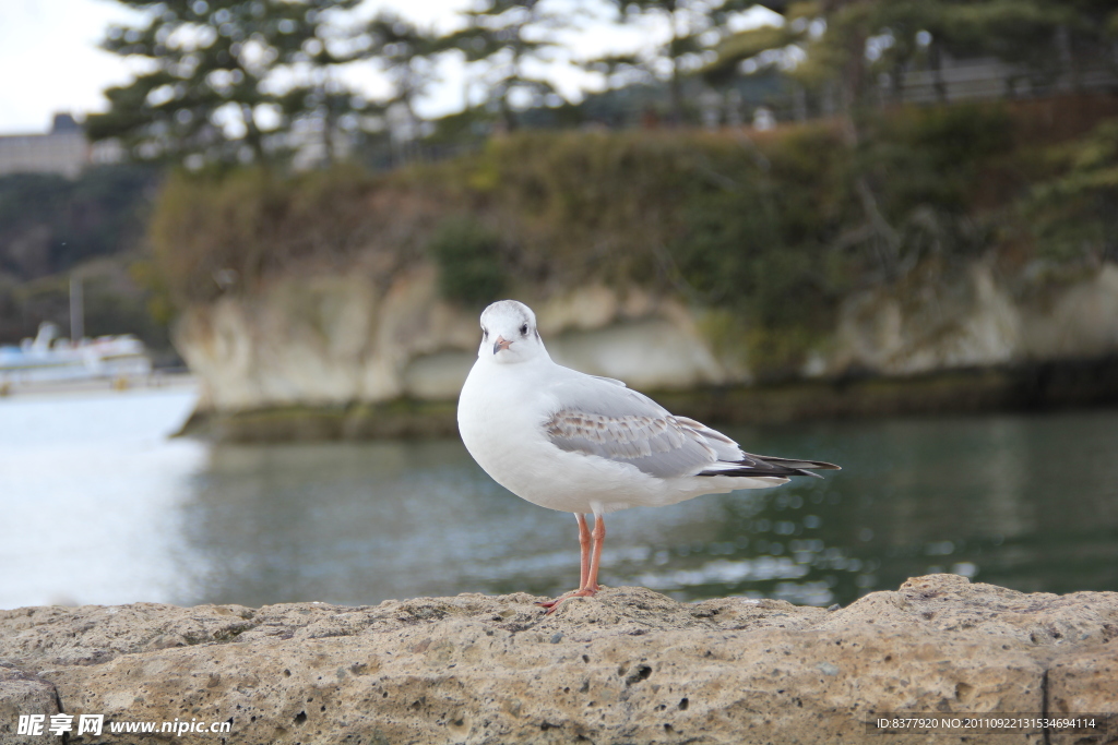 海鸥