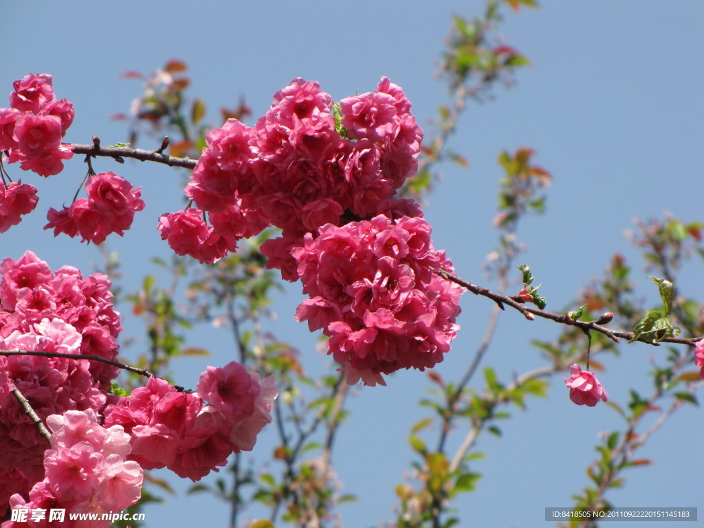 樱花
