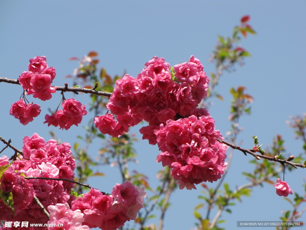 樱花