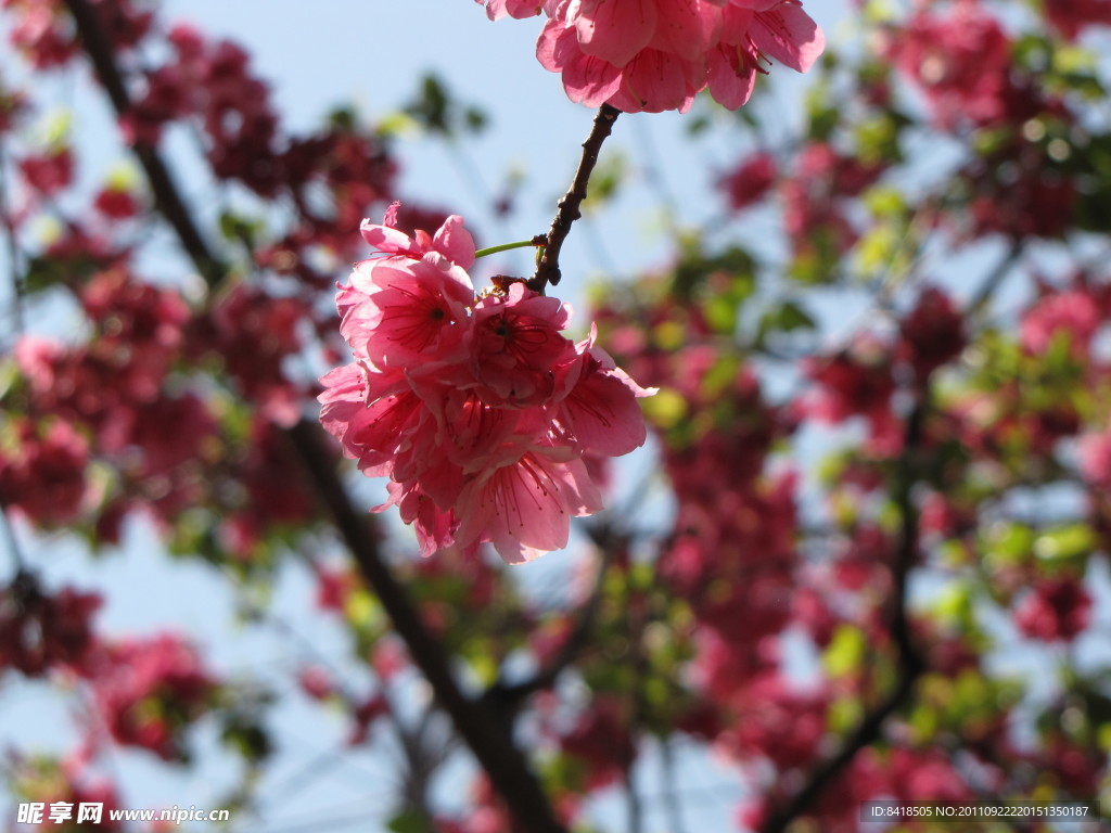樱花