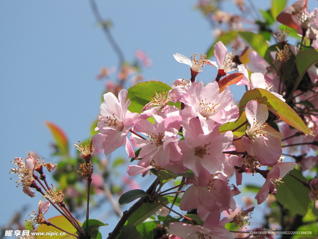 樱花