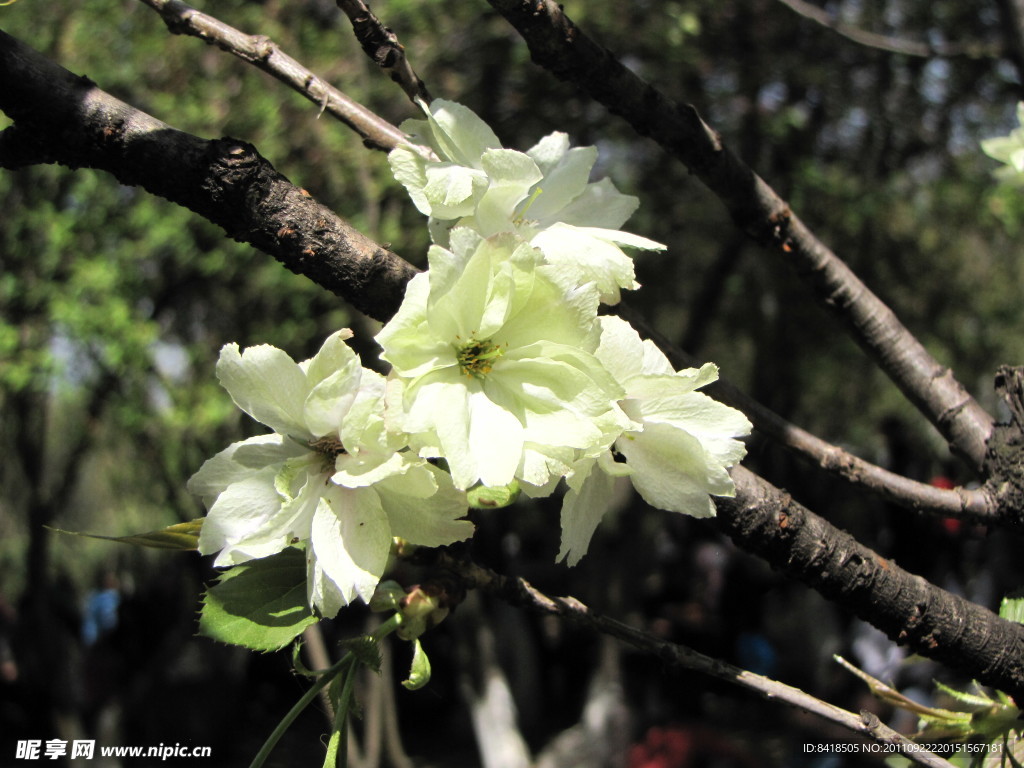 樱花