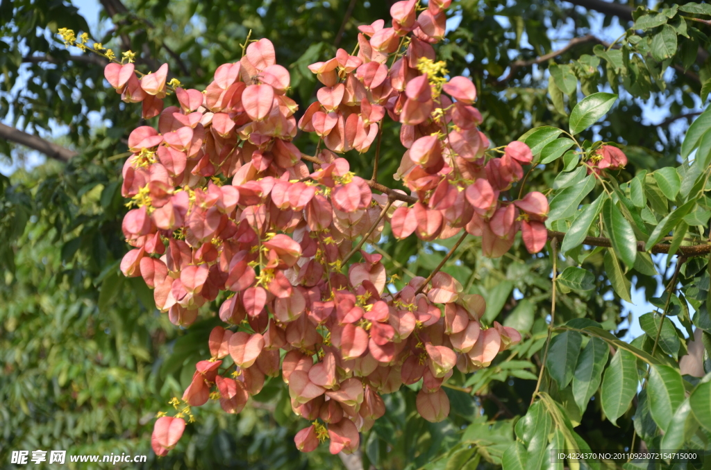 全缘叶栾树的花和果