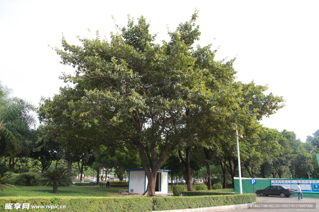 凤凰树