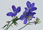 紫花