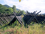 木耳基地