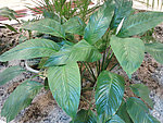 绿叶植物