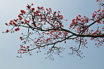 木棉花