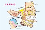 三叉神经矢量图