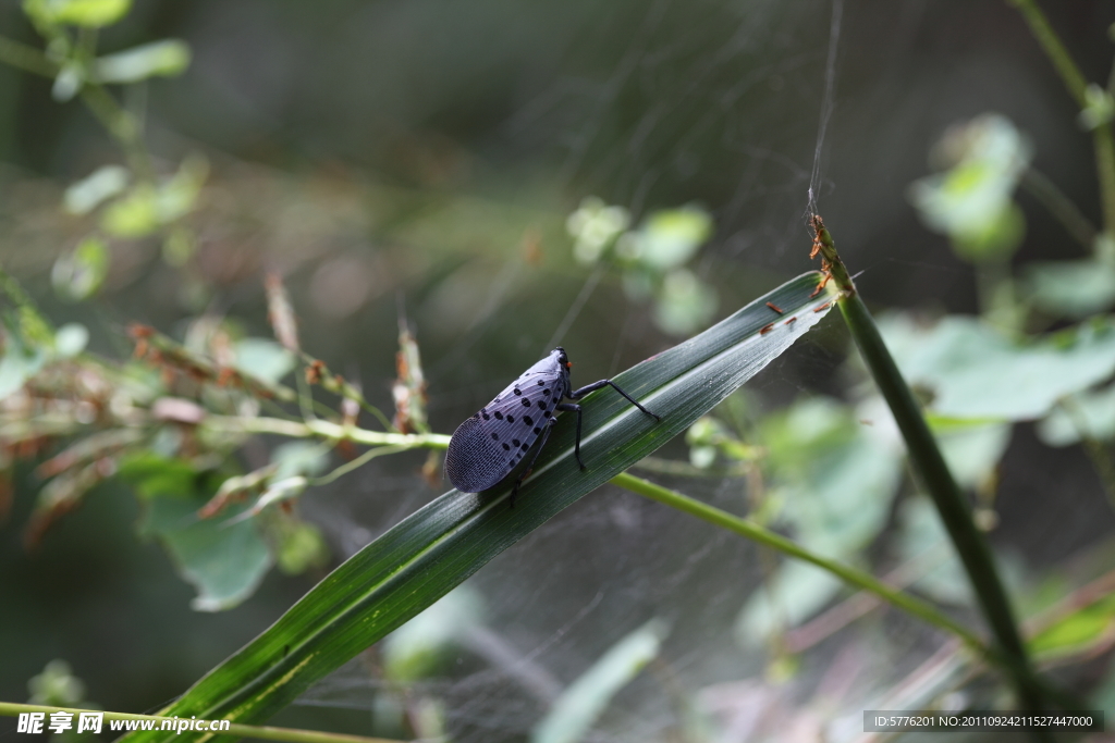 昆虫 蜡蝉