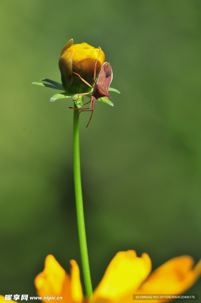菊花 昆虫
