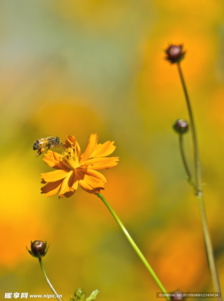 野菊花 蜜蜂