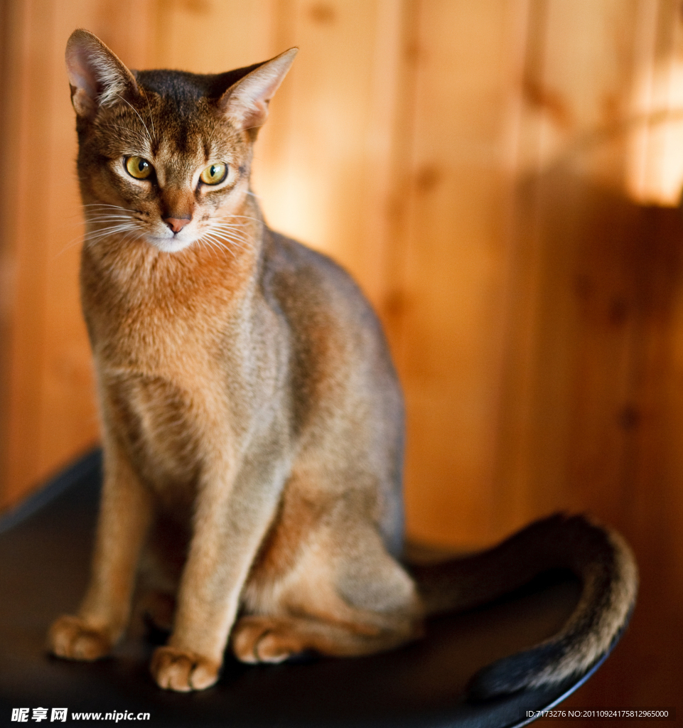 可爱猫咪