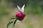 蝶恋花