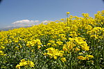 青海湖边油菜花