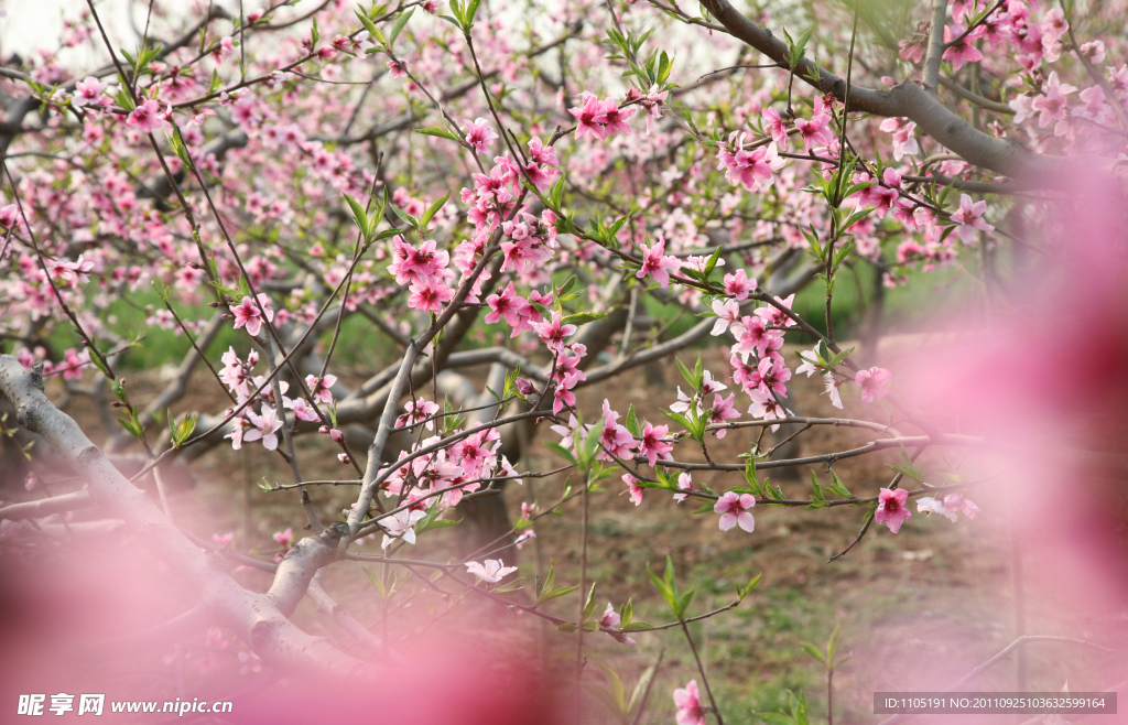 桃花