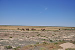 卡拉麦里野骆驼