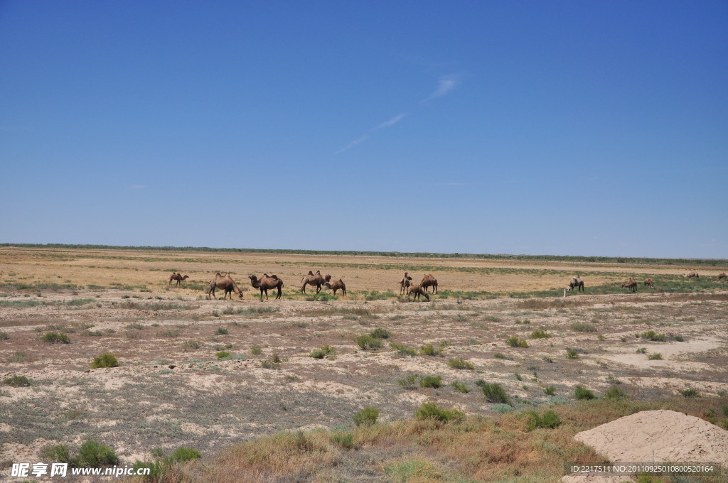 卡拉麦里野骆驼