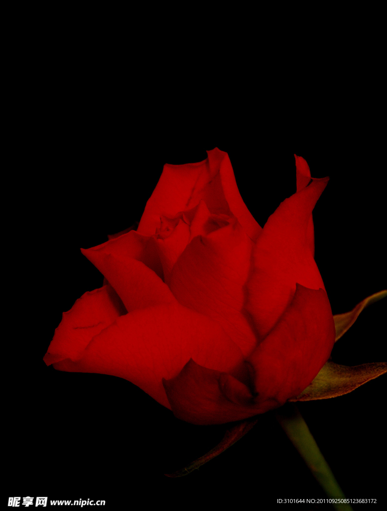 玫瑰花