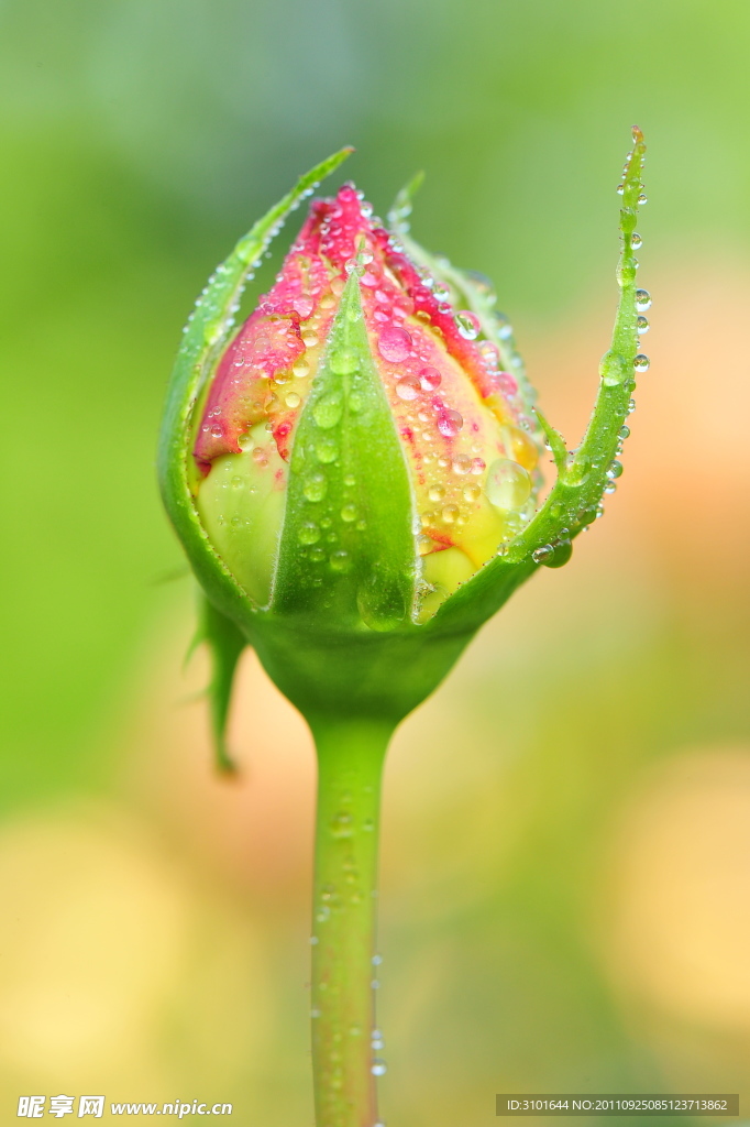 玫瑰花蕾