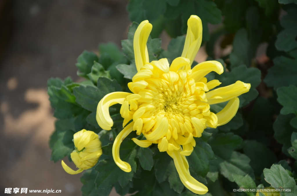 菊花