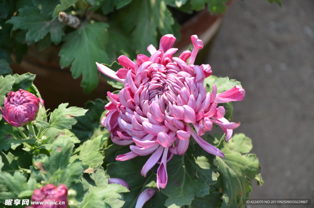 菊花