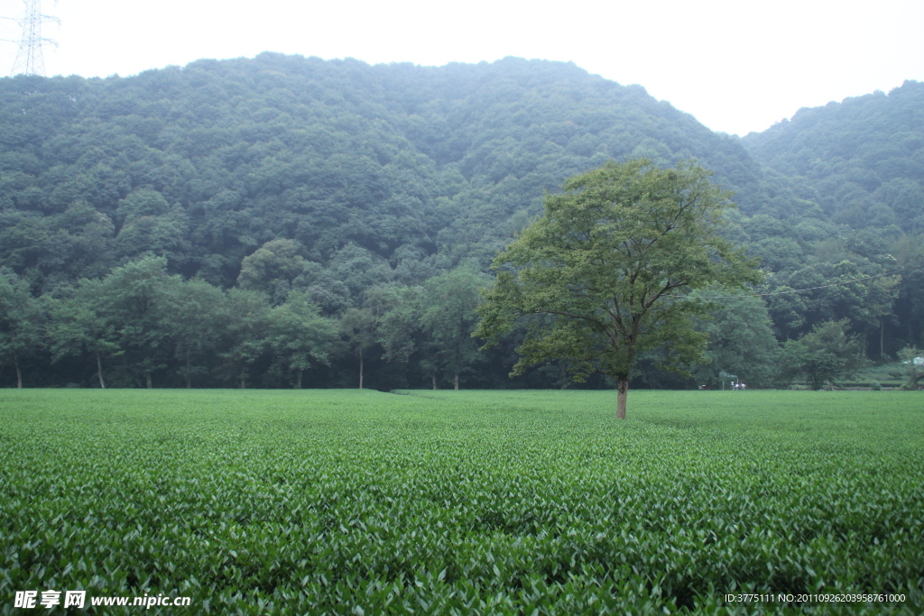 绿色茶园