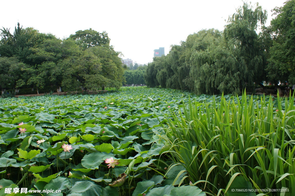 翠湖荷花