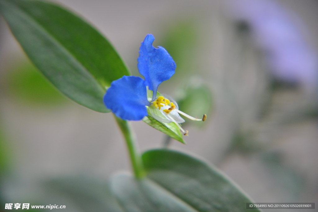 蝴蝶花