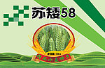 小麦海报