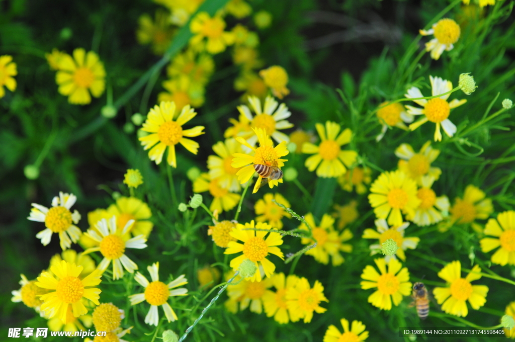小黄花
