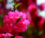花中的蜜蜂