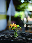 花朵特写