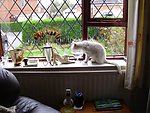 窗台的小猫