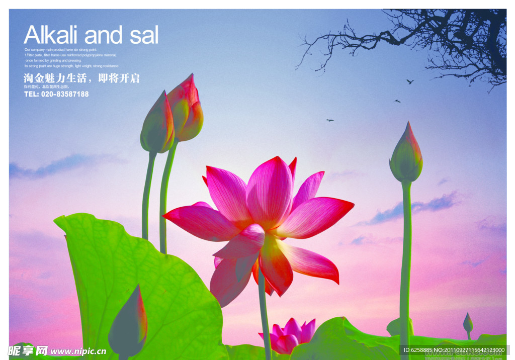 荷花地产海报