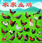 农家土鸡