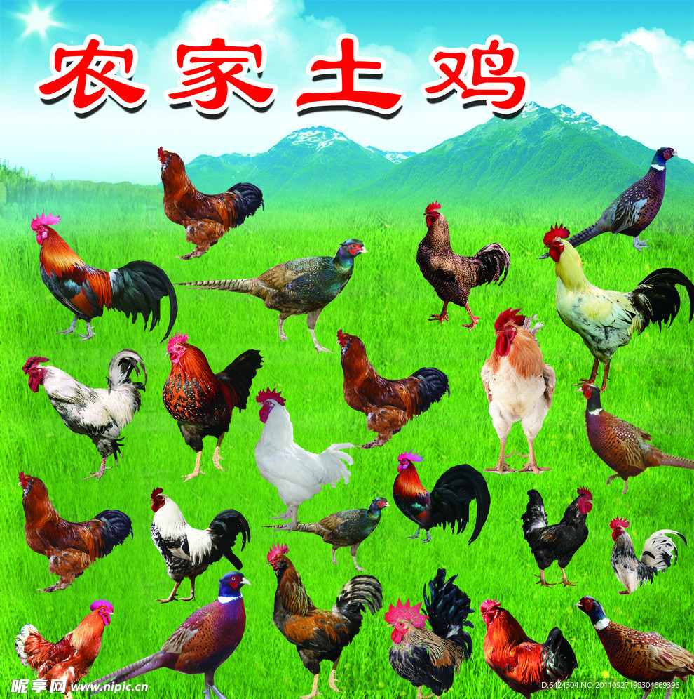 农家土鸡
