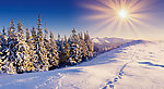 山顶雪松
