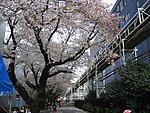 日本樱花