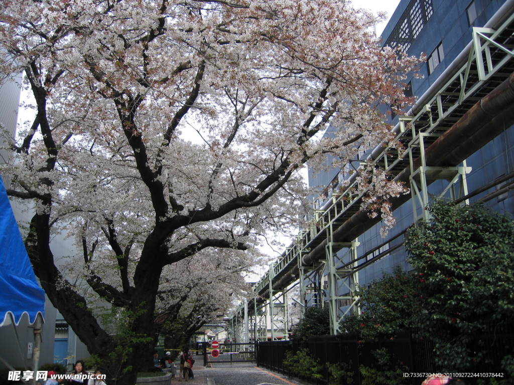 日本樱花