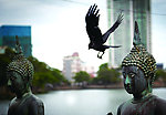落在佛像上的小鸟