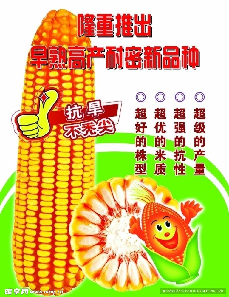 玉米新品种宣传单